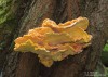 sírovec žlutooranžový (Houby), Laetiporus sulphureus (Fungi)